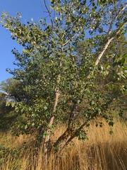 Populus fremontii