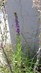 Lobelia fenestralis