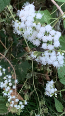 Ageratina altissima