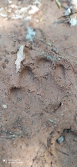 Tapirus terrestris