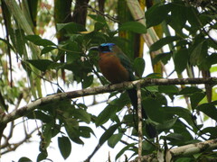 Momotus bahamensis