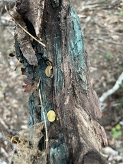 Chlorencoelia versiformis