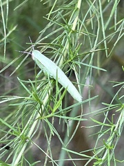 Aptenopedes
