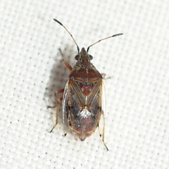 Kleidocerys resedae