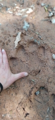 Tapirus terrestris