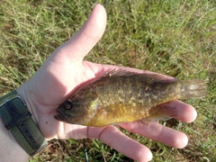 Lepomis gulosus