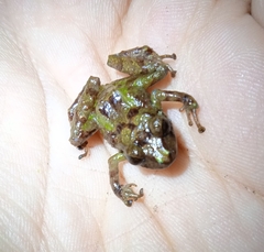 Pristimantis parectatus