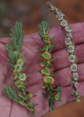 Maireana platycarpa