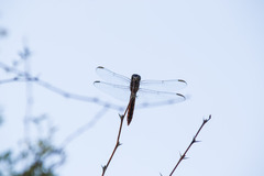 Orthemis ferruginea