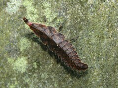 Pyractomena borealis