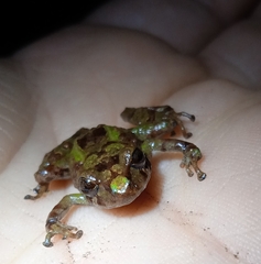 Pristimantis parectatus
