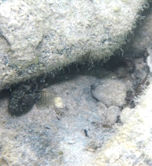 Bathygobius krefftii