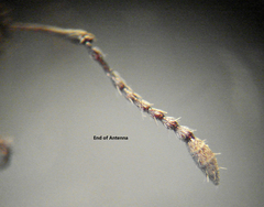 Naupactus peregrinus