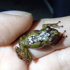 Pristimantis parectatus