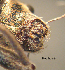 Naupactus peregrinus