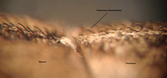 Naupactus peregrinus