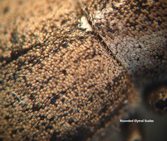 Naupactus peregrinus