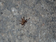 Mexigonus morosus
