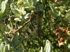 Palpares libelluloides