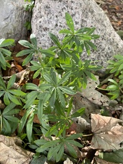 Galium odoratum