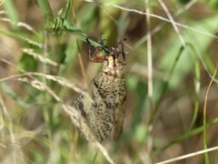 Palpares libelluloides