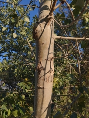 Populus fremontii