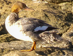 Mergus merganser