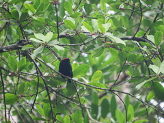 Chiroxiphia pareola