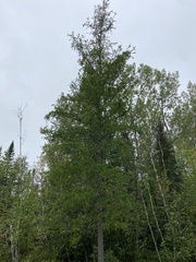 Larix laricina
