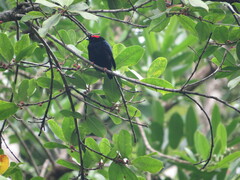 Chiroxiphia pareola