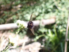 Paradejeania rutilioides