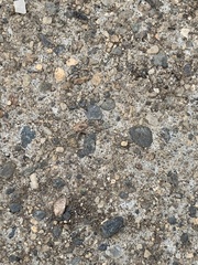 Brachymyrmex patagonicus