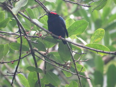 Chiroxiphia pareola