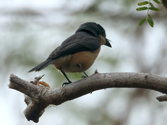 Myiagra vanikorensis rufiventris