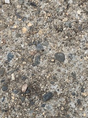 Brachymyrmex patagonicus