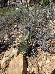 Agave utahensis