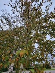 Betula papyrifera