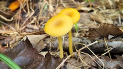 Entoloma unicolor