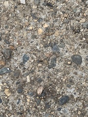 Brachymyrmex patagonicus