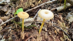 Entoloma unicolor