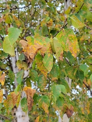 Betula papyrifera