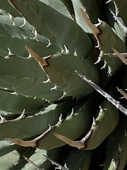 Agave utahensis
