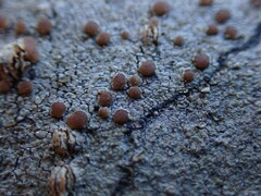Lecanora cinereofusca