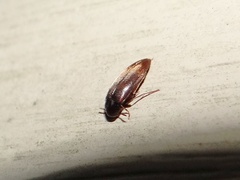 Melandryidae