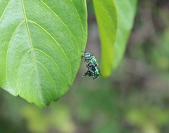 Euglossa
