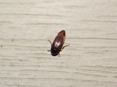 Melandryidae
