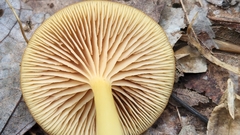 Entoloma unicolor