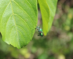 Euglossa