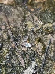 Psychodinae