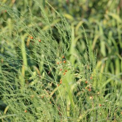 Asparagus officinalis